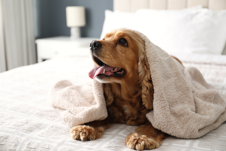4 Helpful HVAC Tips for Pet Owners